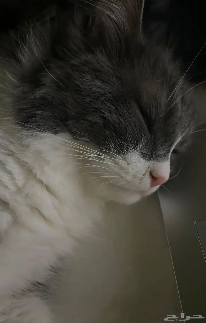 قط بيت اليف ولعوب للبيع 4