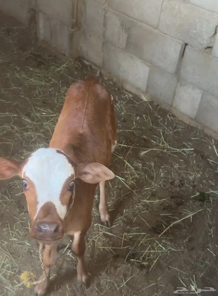 ابقار للبيع 16