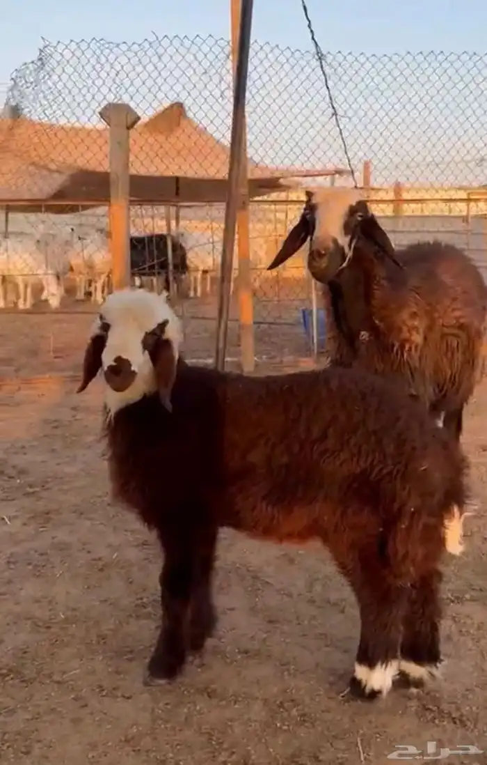 شاه مهجنه جرم طيب خلفه 1