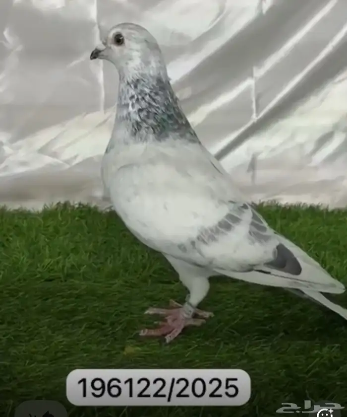 حمام سباق محجلين 2025 3