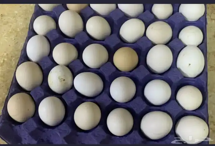 بيض بلدي للبيع غير مخصب 1