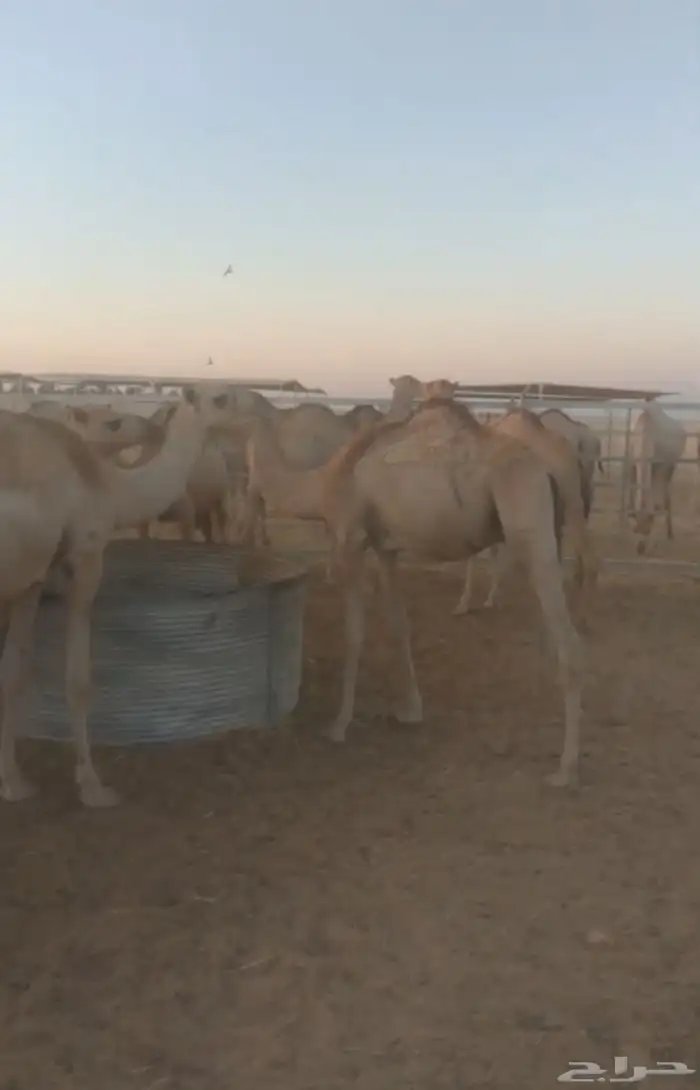 حشو مرابي مربوط له 3 أشهر 2