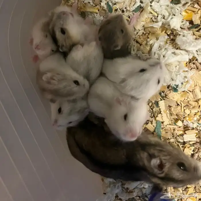 هامستر ونتر 0