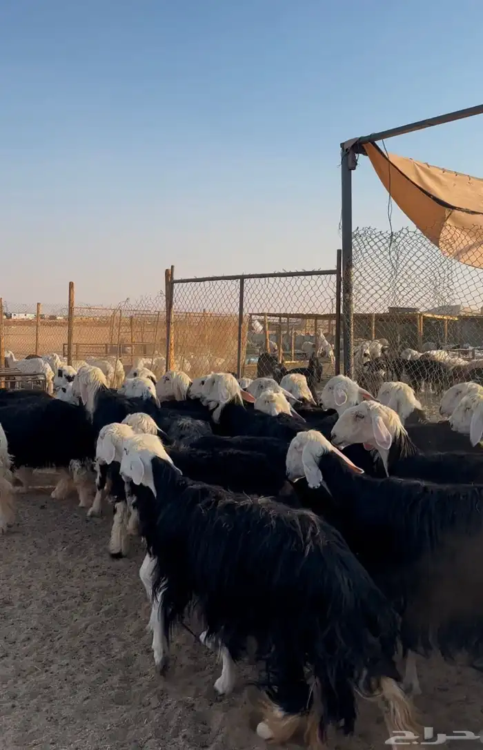 غنم نجد صنف 5