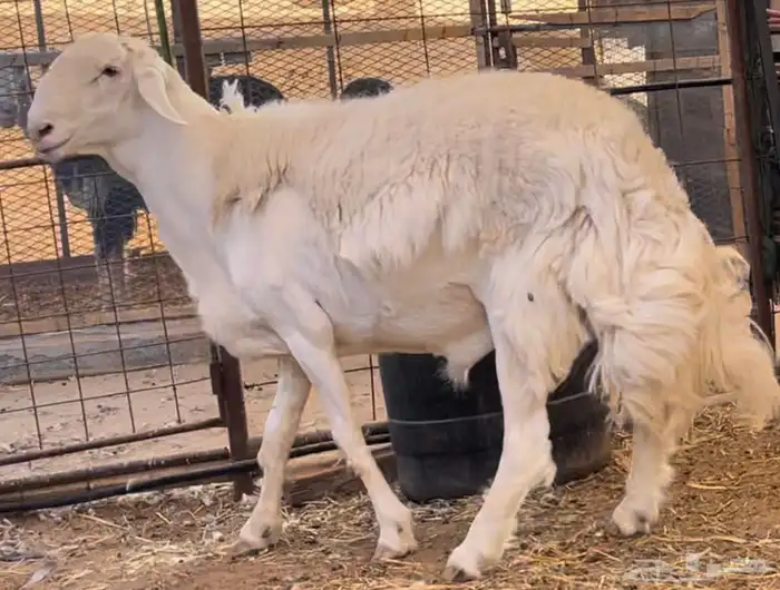 فحل حري صنف الصنف ثني 10