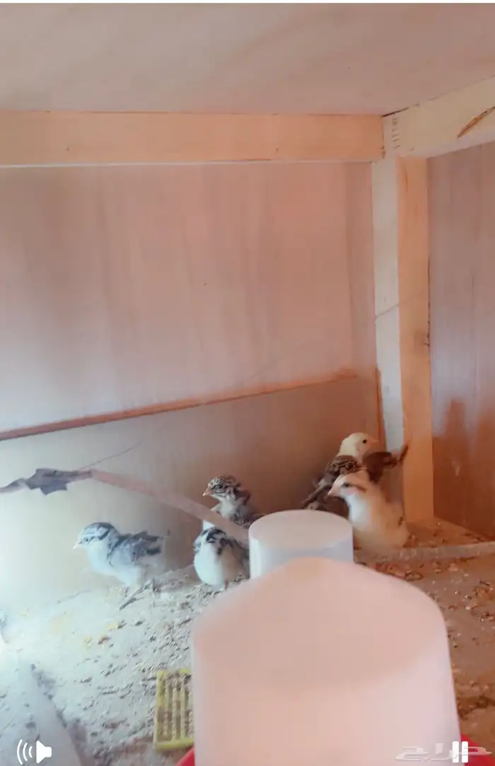 صيصان بلدي مشكله 1