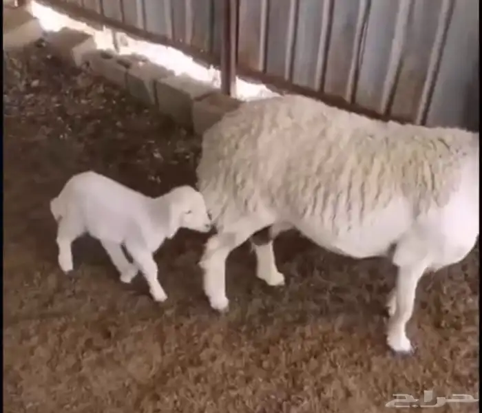 شاه صنف للبيع 3