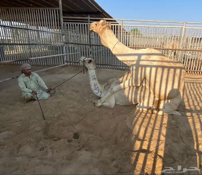 سودانيه متلي هملول بن بطي ابو عرقوب جاي من الامارت 2
