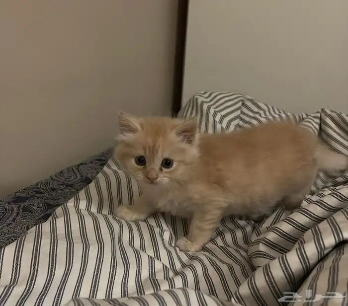 كيتن روسي طويل الشعر 4