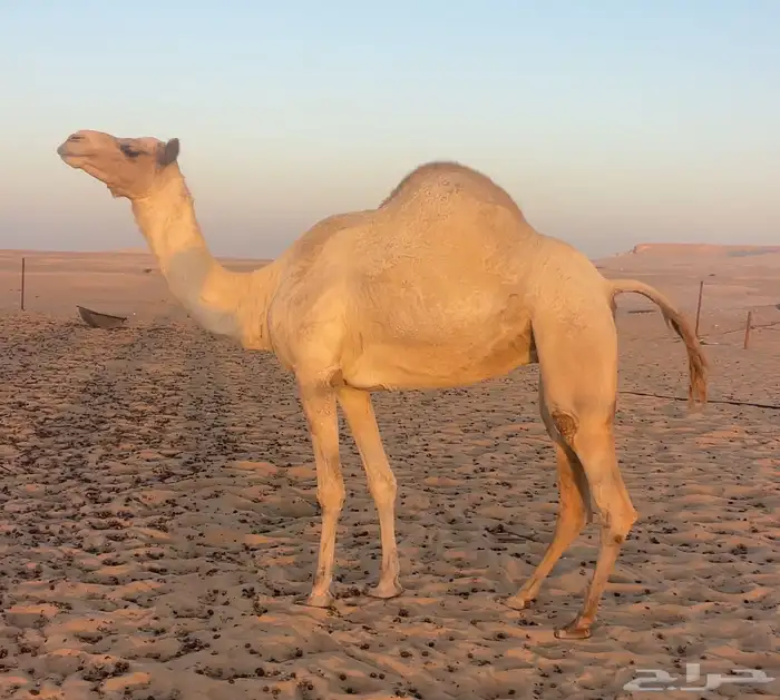 سودانيه متلي هملول بن بطي ابو عرقوب جاي من الامارت 1