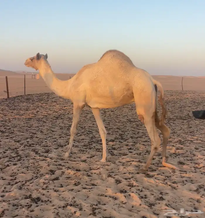 سودانيه متلي هملول بن بطي ابو عرقوب جاي من الامارت 0