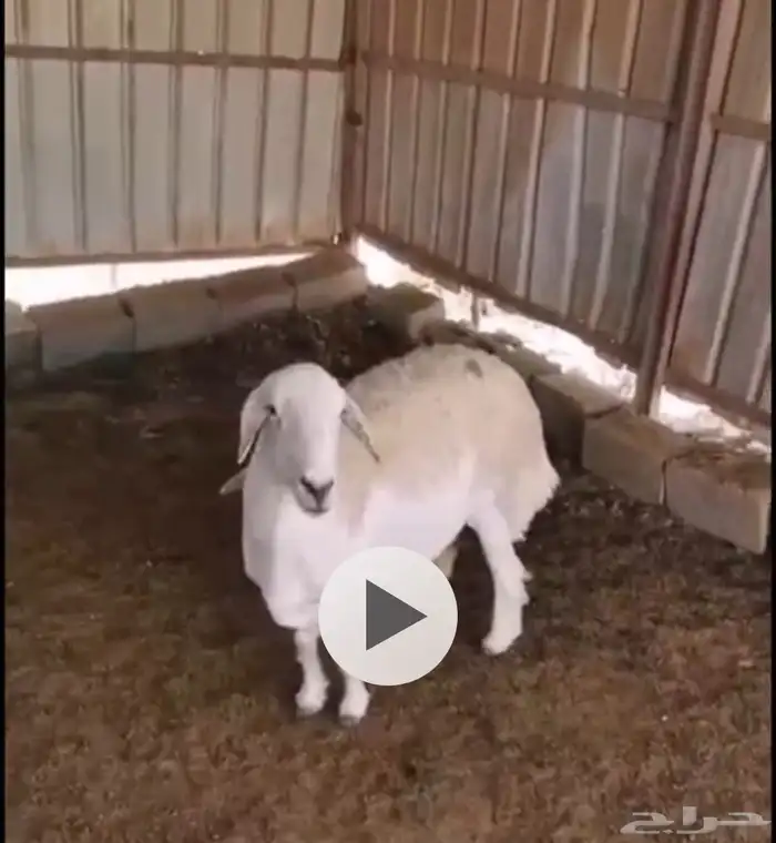 شاه صنف للبيع 2