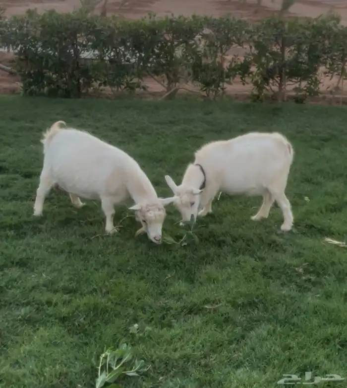 معزا قزميات 2