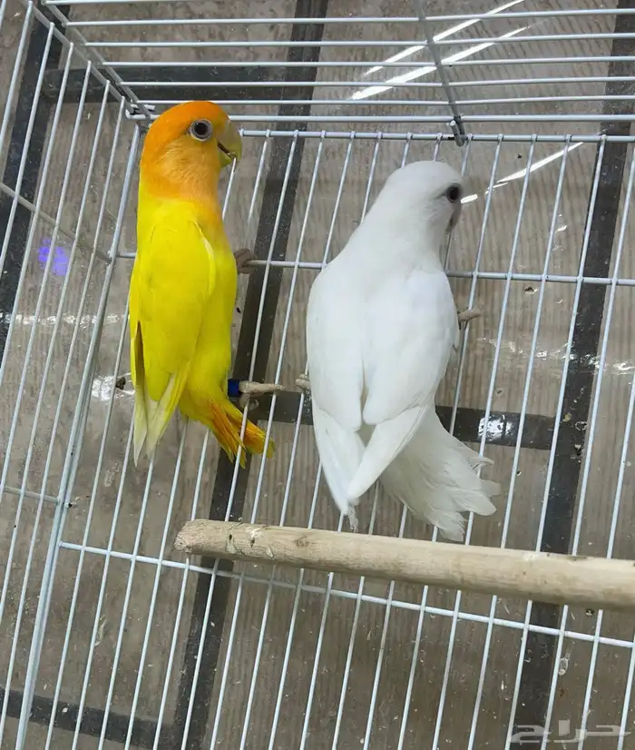 جوز روز منتج 0