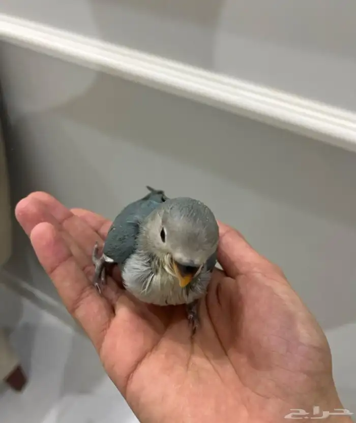 فروخ غر كروان روز 0