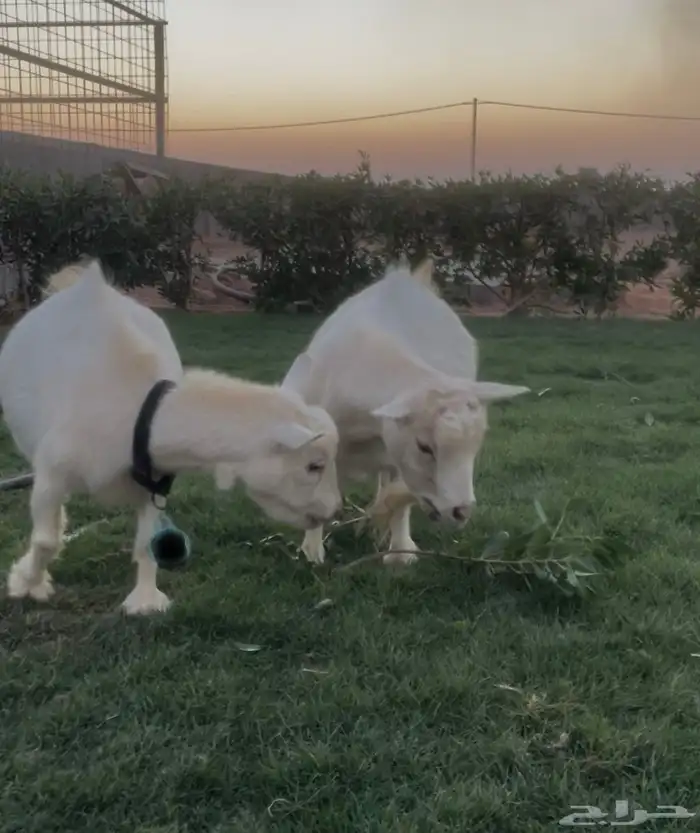 معزا قزميات 0