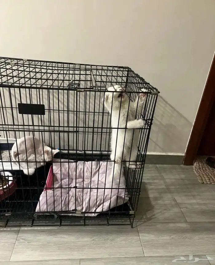 قفص. قطط كبير 1