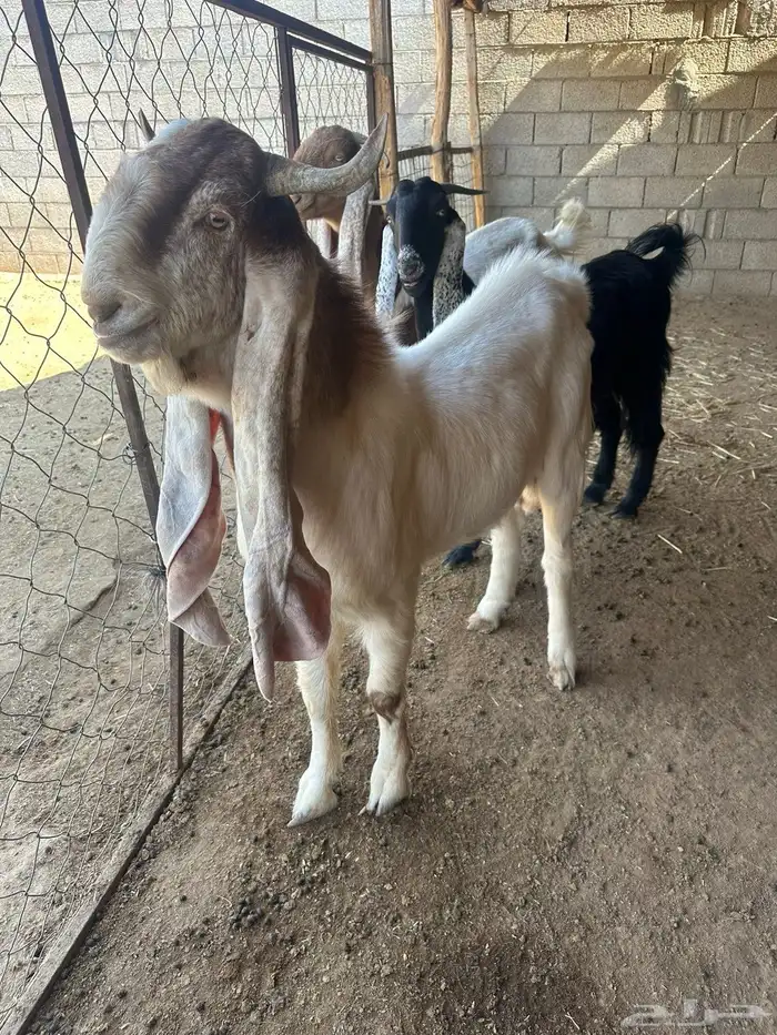 تيس هولندي 1