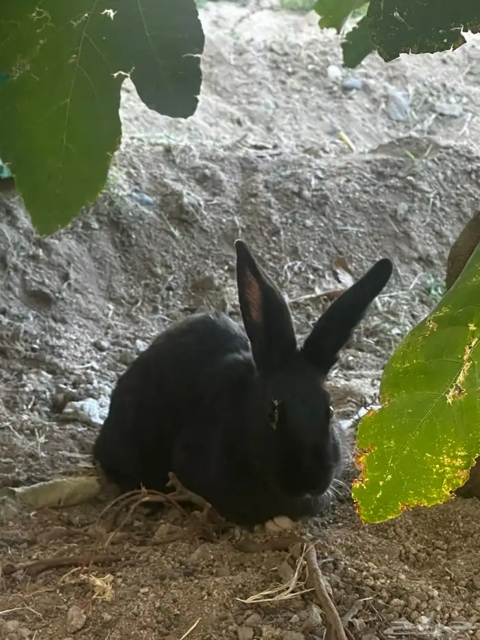 أرانب ددفع للبيع 0