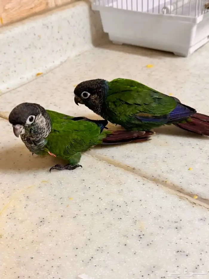 ببغاء كونيور 1