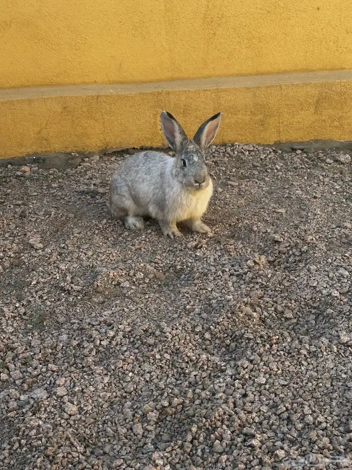 أرانب ددفع للبيع 3