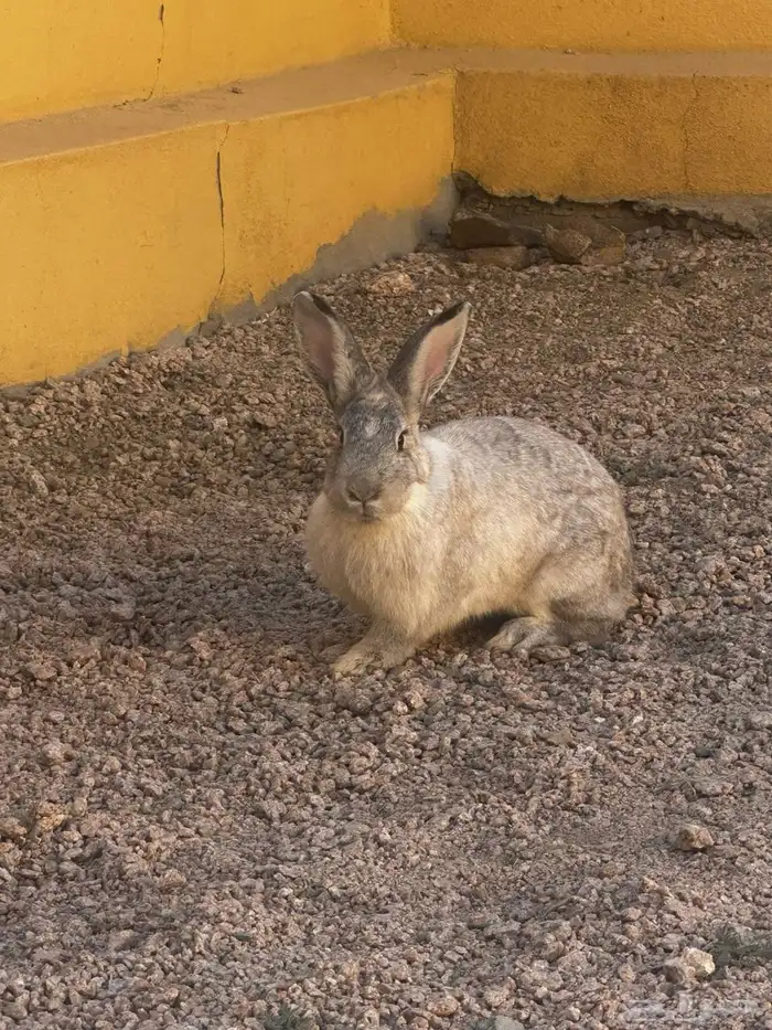 أرانب ددفع للبيع 4