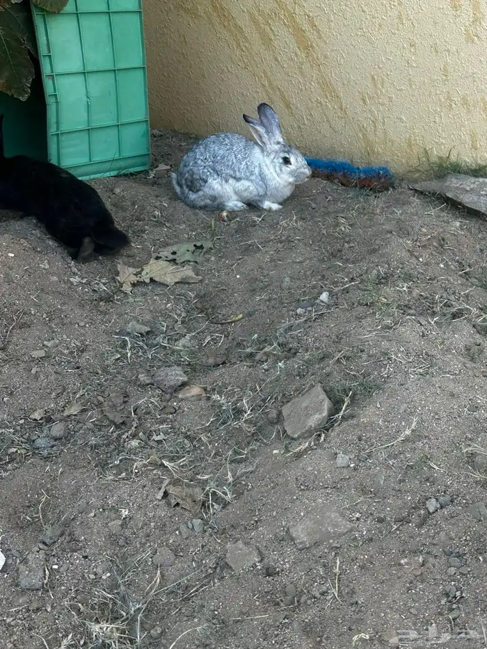 أرانب ددفع للبيع 1