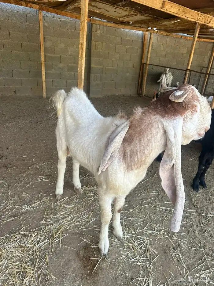 تيس هولندي 0