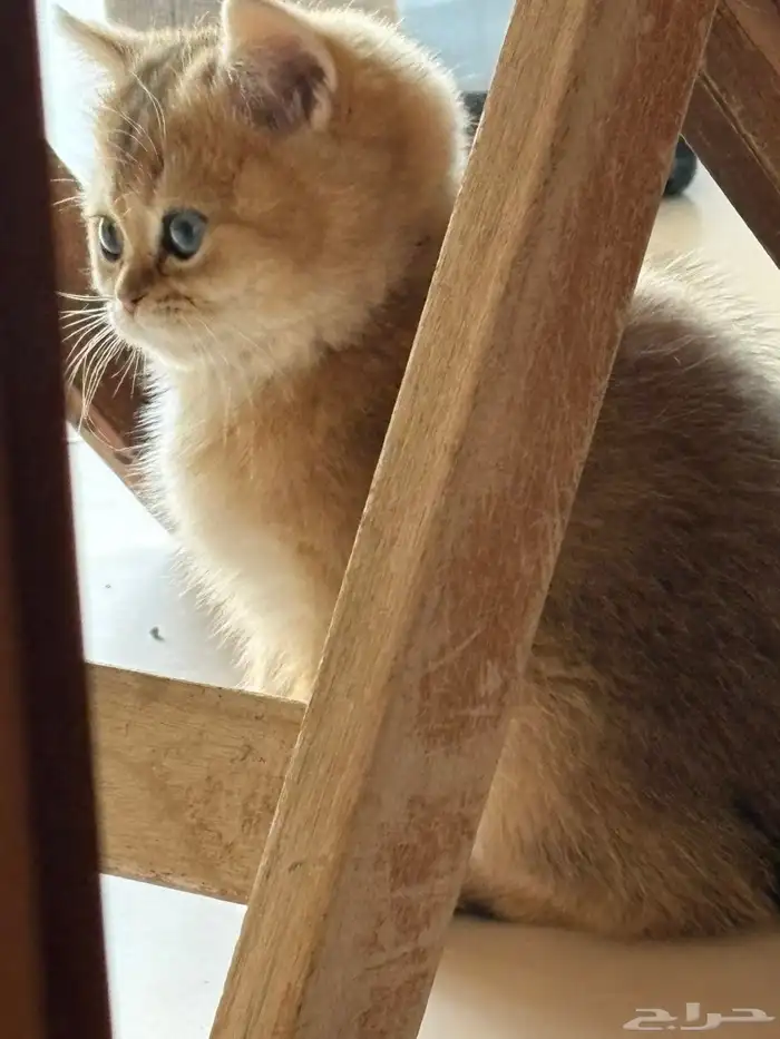 كيتن ذكر مسجل للبيع 2