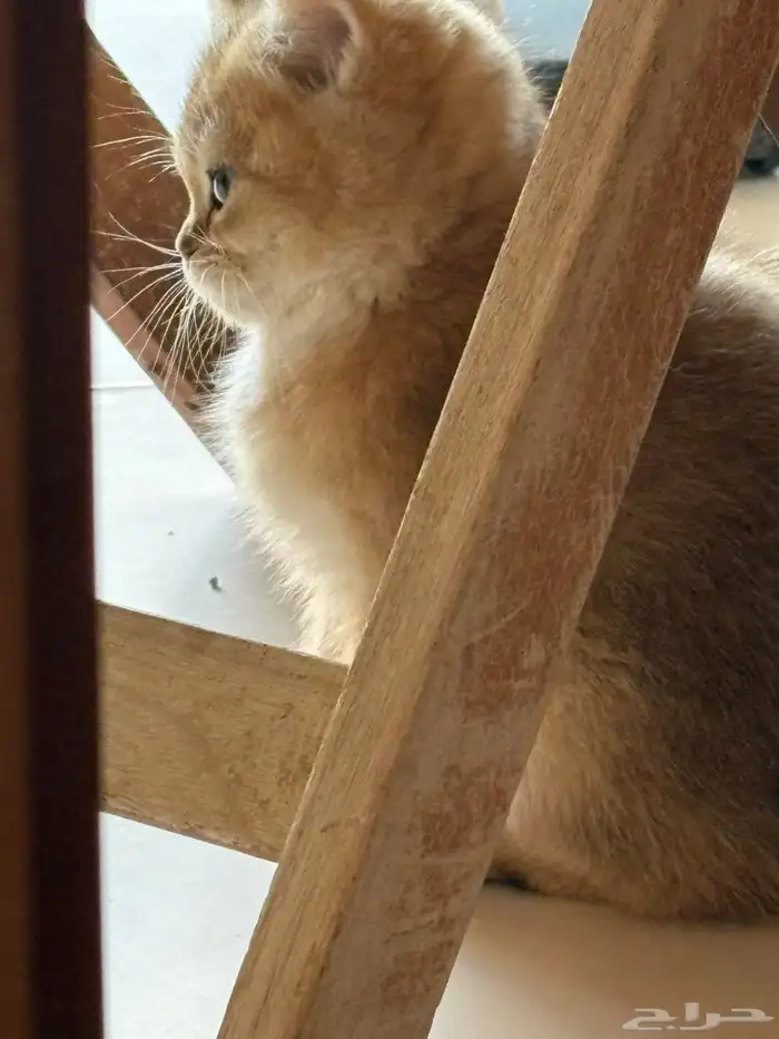 كيتن ذكر مسجل للبيع 3