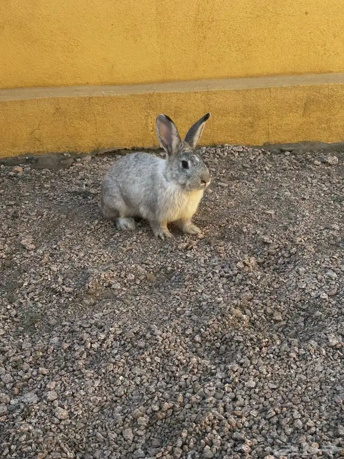 أرانب ددفع للبيع 2