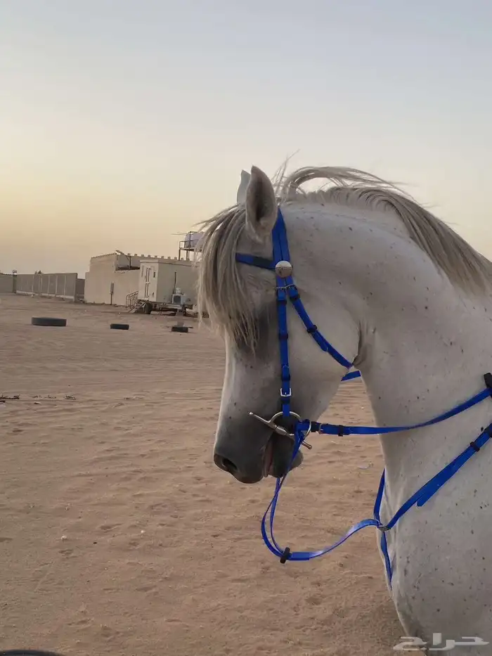 حصان شيخ شعبي الحد. 6لاف و200 ريال لصامل. 4