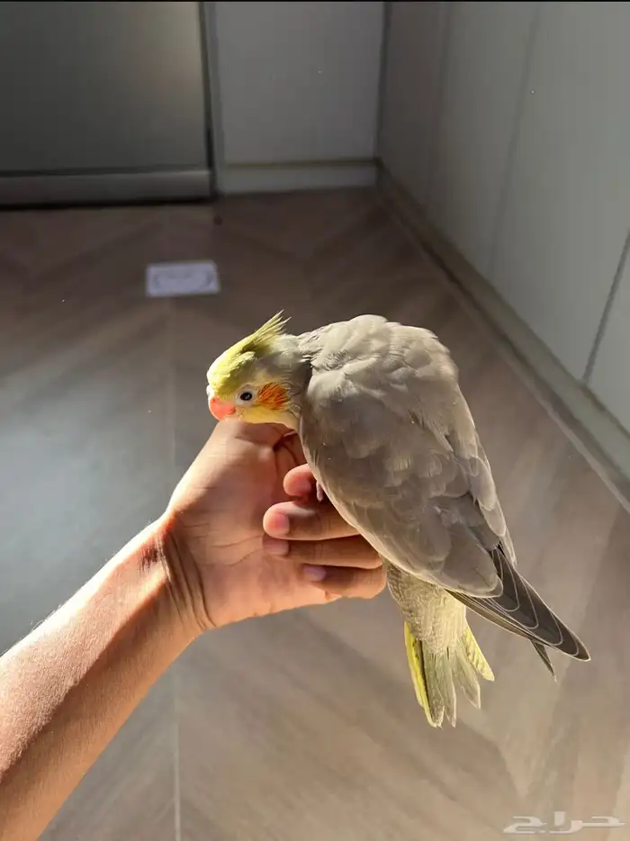 طير كروان اليف وهدد صحه توب 0