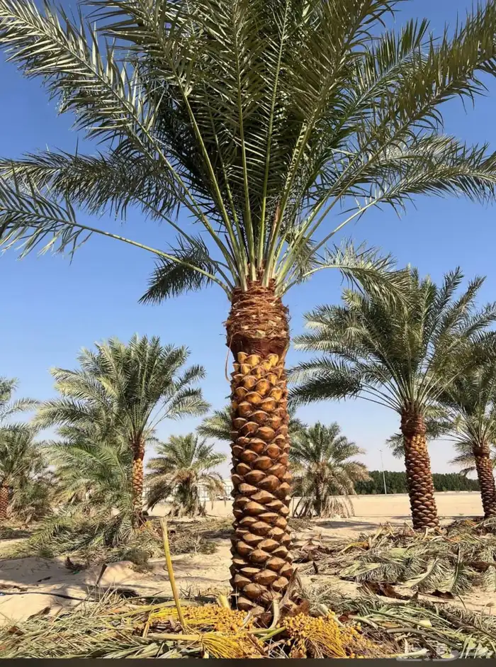 يوجدلديناجميع انواع انخل العربي والواشنطن ازينه 0