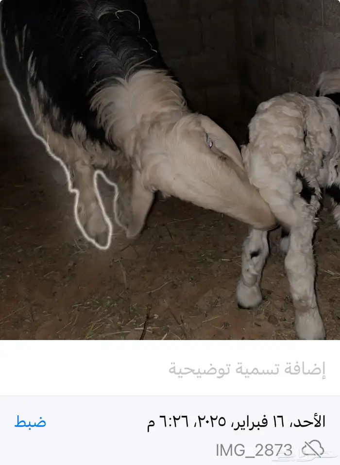 جذعان نجدية 6