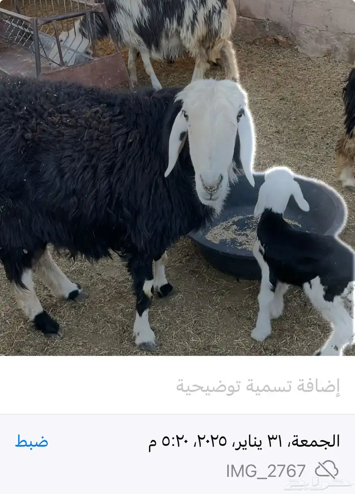 جذعان نجدية 7