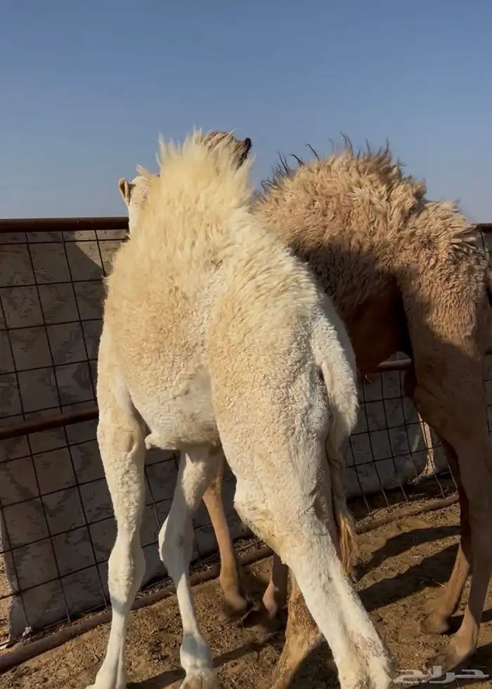 للبيع حشو قصب العدد ثنتين قعدان 0