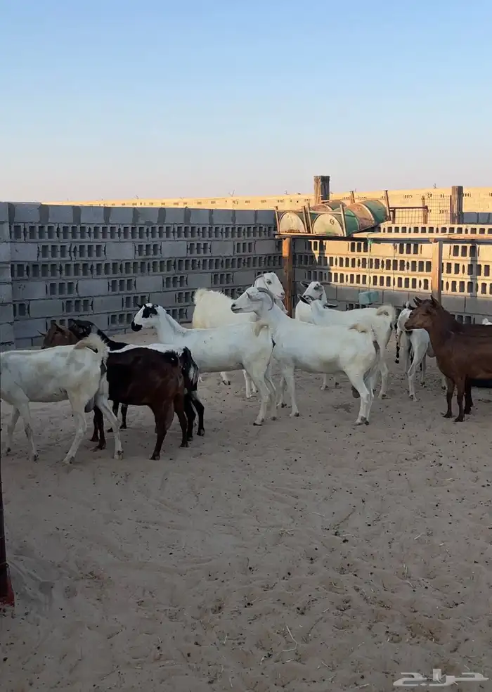 معزا مراح واحد 1