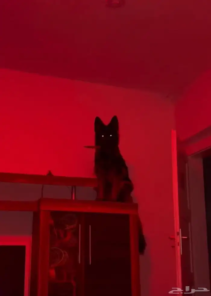 كلب جيرمن و كلب بومرينان للبيع 0