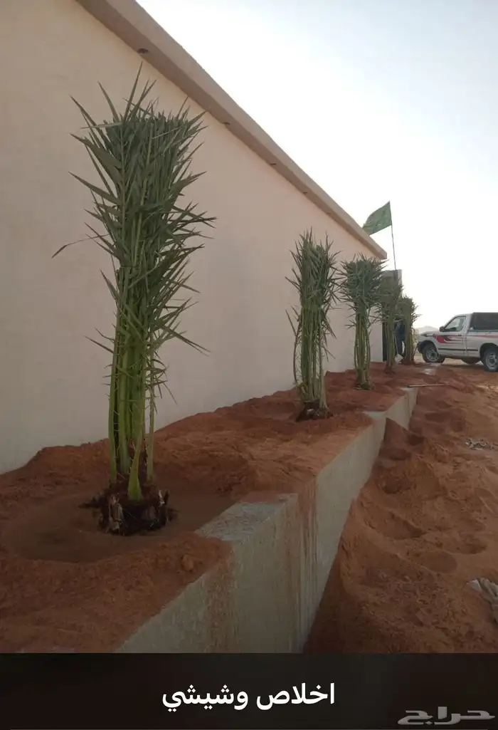 يوجدلديناجميع انواع انخل العربي والواشنطن ازينه 4