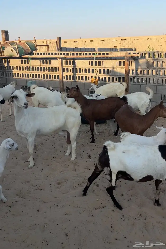 معزا مراح واحد 3