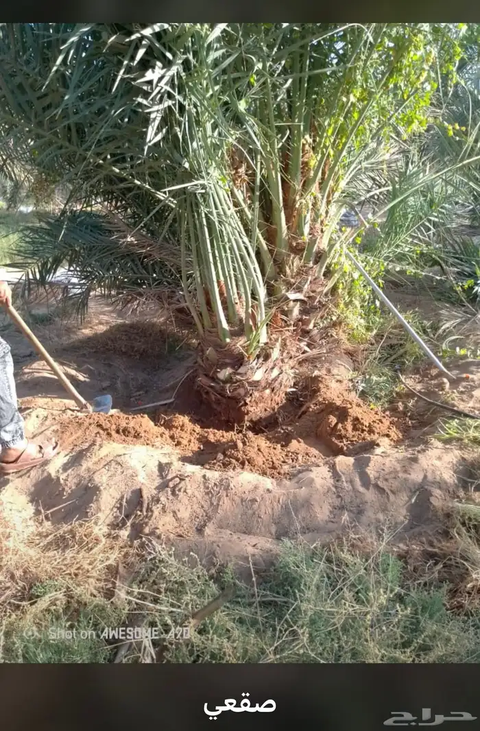 يوجدلديناجميع انواع انخل العربي والواشنطن ازينه 10