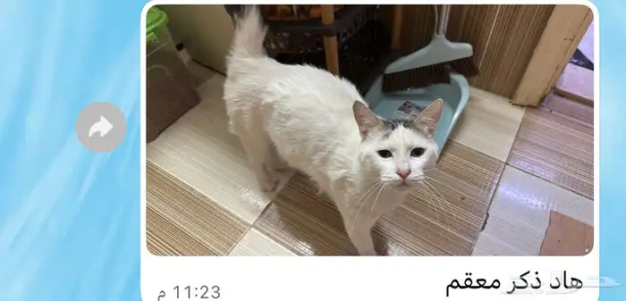 قطط للتبني 0