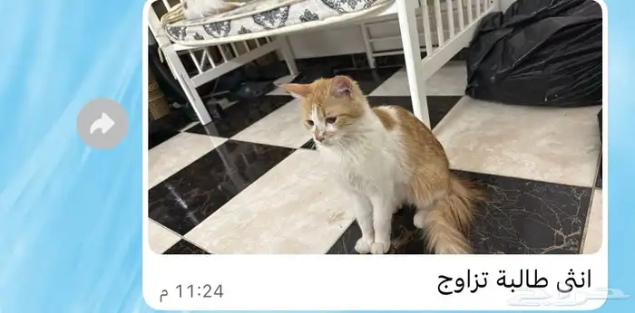 قطط للتبني 3