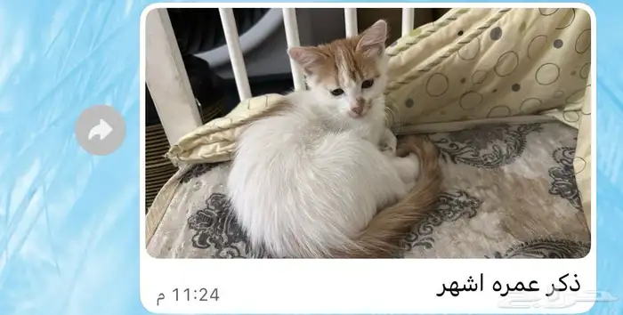 قطط للتبني 2