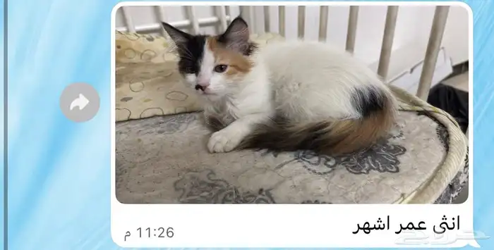 قطط للتبني 1