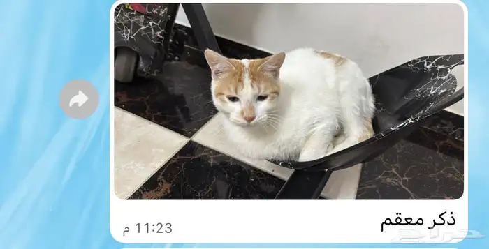 قطط للتبني 4