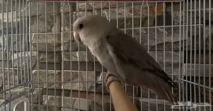 طير روز للبيع 1