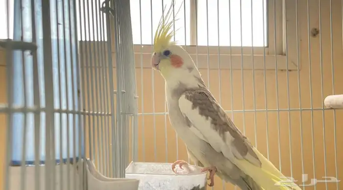 انثى كروان 0