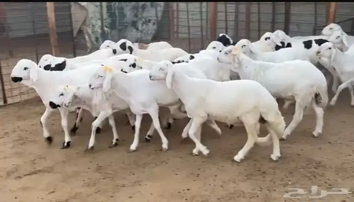 سواكن مرابي 0